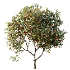 AV Plant Citrus Dancy Mandarin Tangerine Fruit Tree 01 - Thumbnail 3