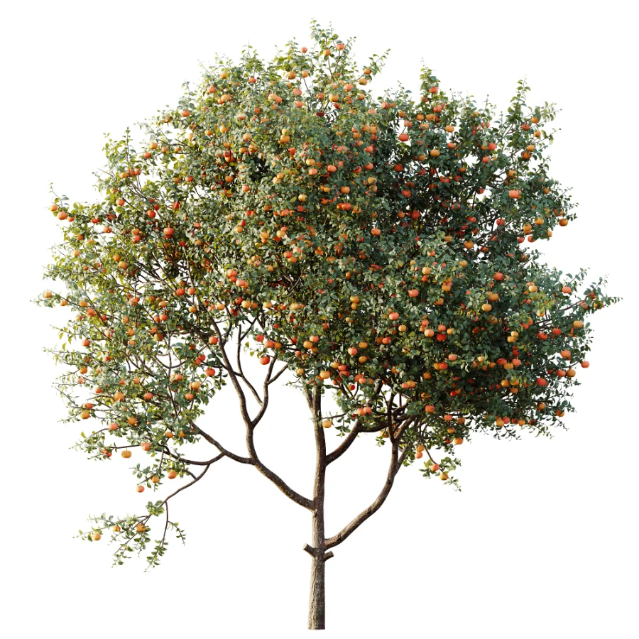 AV Plant Citrus Dancy Mandarin Tangerine Fruit Tree 01 - Image 3