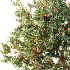 AV Plant Amygdalus Persica Peach Fruit Tree 01 - Thumbnail 1