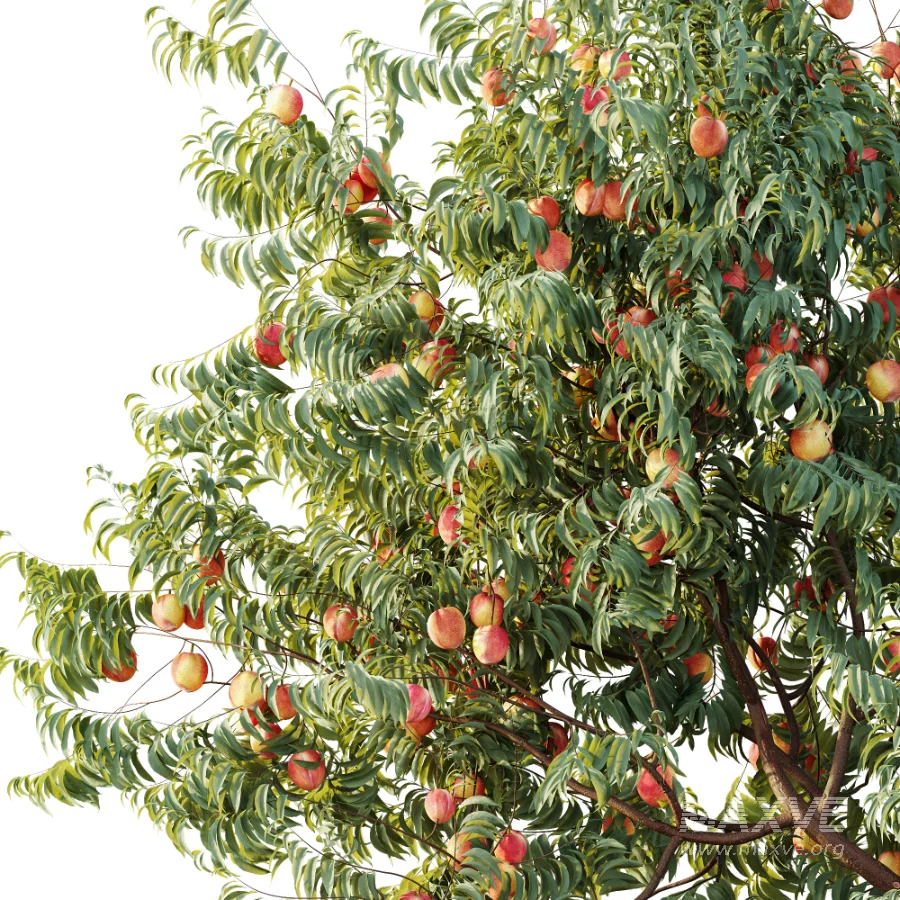 AV Plant Amygdalus Persica Peach Fruit Tree 01 - Image 1