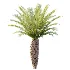 AV Plant Phoenix Canariensis Palm Tree 01 - Thumbnail 4