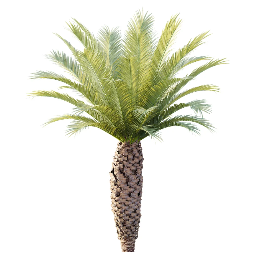 AV Plant Phoenix Canariensis Palm Tree 01 - Image 4