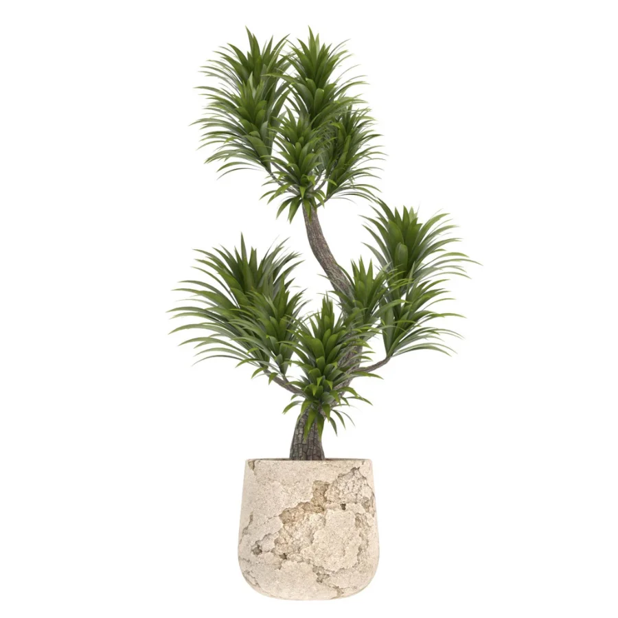 indoor-plant-022 - Image 1