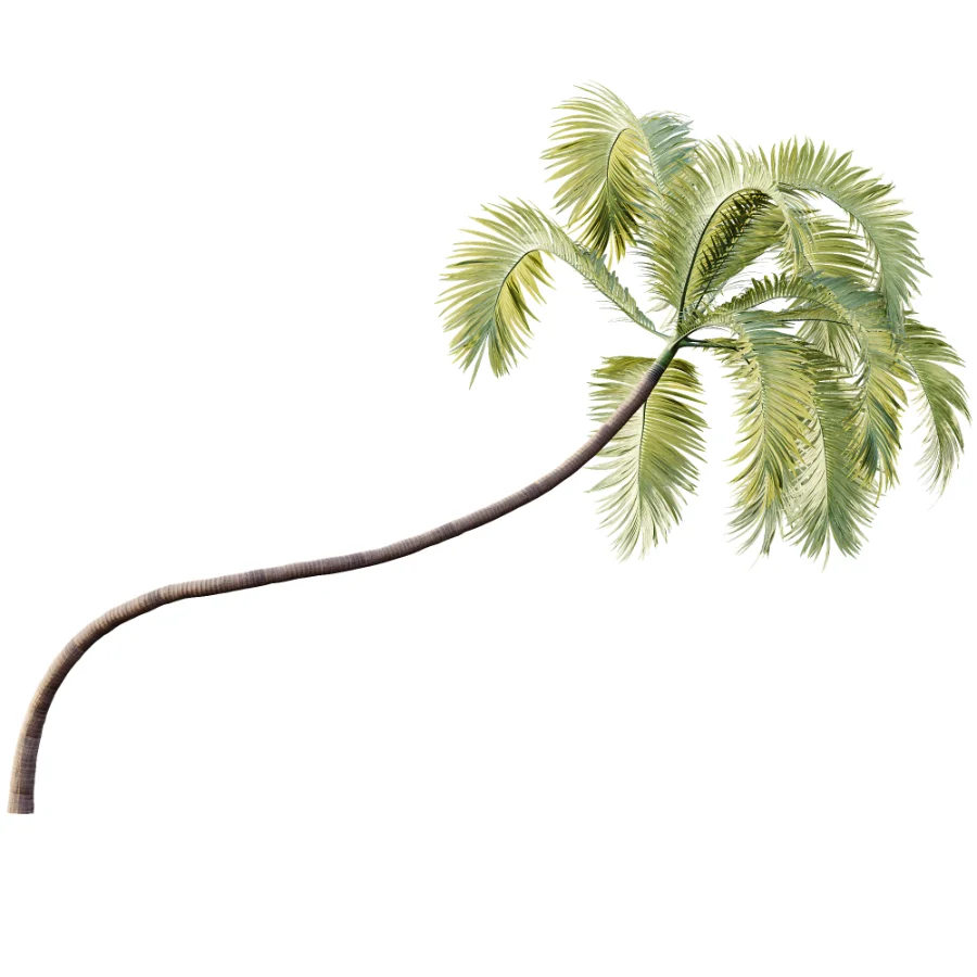 AV Plant Areca Catechu 6 Palm Trees 02 - Image 2