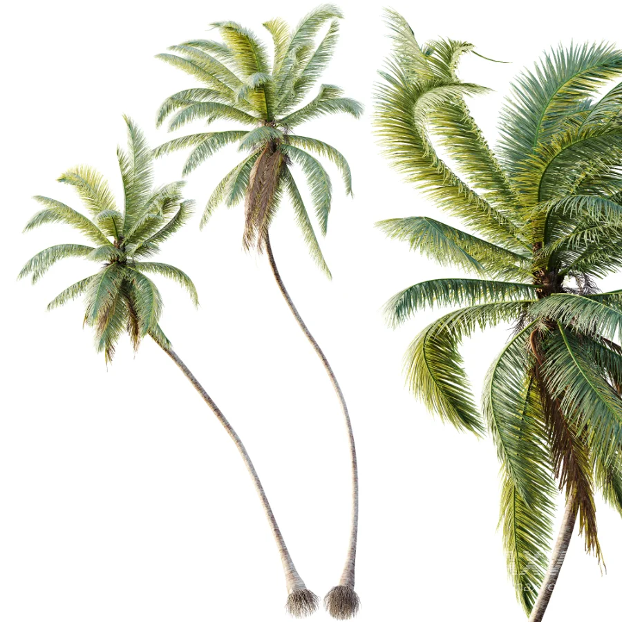 AV Plant Cocos Nucifera Palm Tree 01 - Image 1