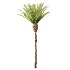 AV Plant Phoenix Canariensis Palm Tree 01 - Thumbnail 3