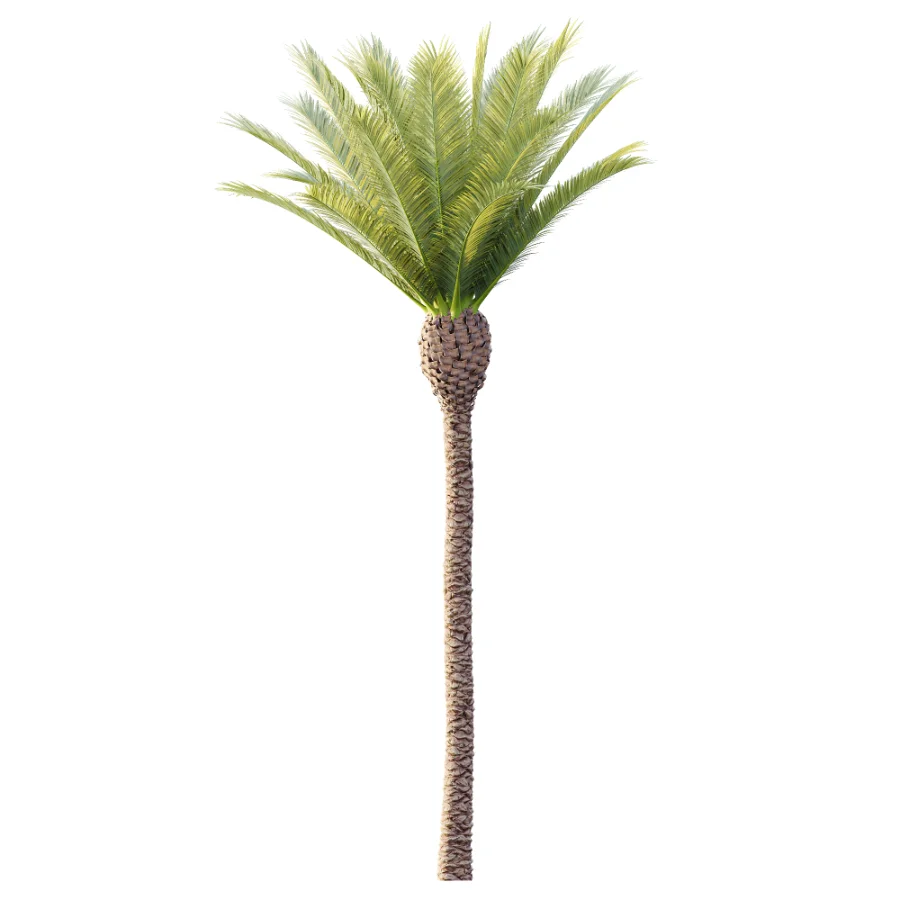 AV Plant Phoenix Canariensis Palm Tree 01 - Image 3