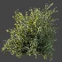 AV Plant Bush Common Broom Cytisus Scoparius 02 - Thumbnail 6