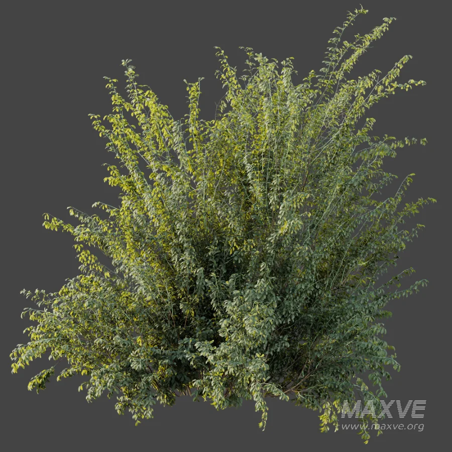AV Plant Bush Common Broom Cytisus Scoparius 02 - Image 6