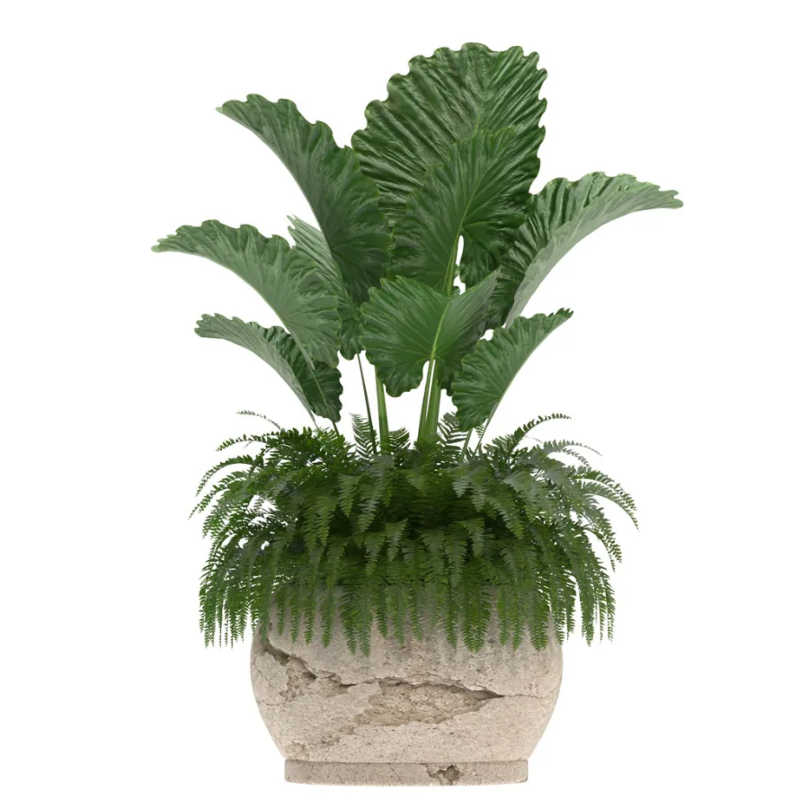 indoor-plant-021 - Image 1