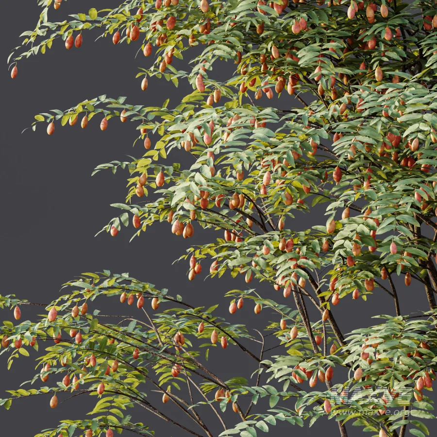 AV Plant Ziziphus Jujuba Chinesische Dattel Fruit Tree 01 - Image 9