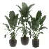 indoor-plant-028 - Thumbnail 2