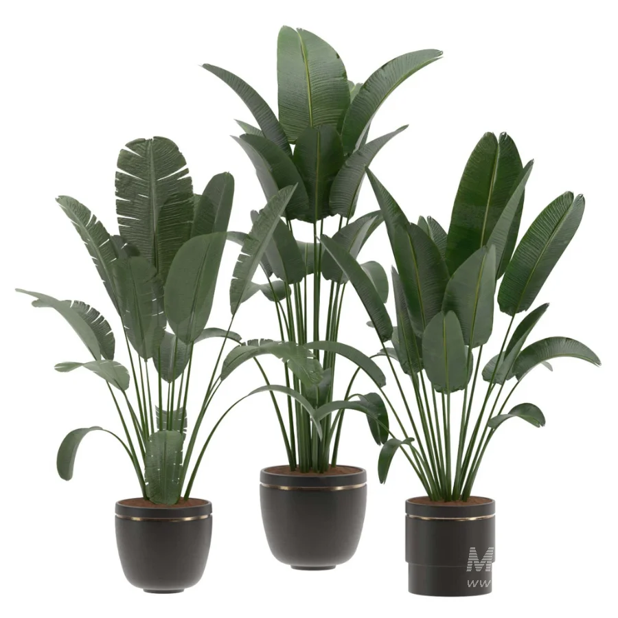 indoor-plant-028 - Image 2