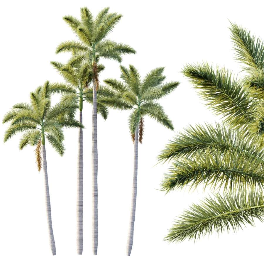AV Plant Roystonea Regia Palm Tree 01 - Image 1
