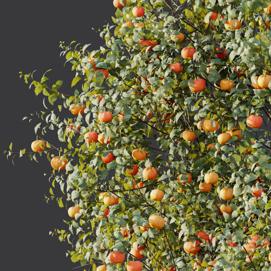 AV Plant Citrus Dancy Mandarin Tangerine Fruit Tree 01 - Image 6