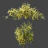 AV Plant Bush Common Broom Cytisus Scoparius 01 - Thumbnail 7