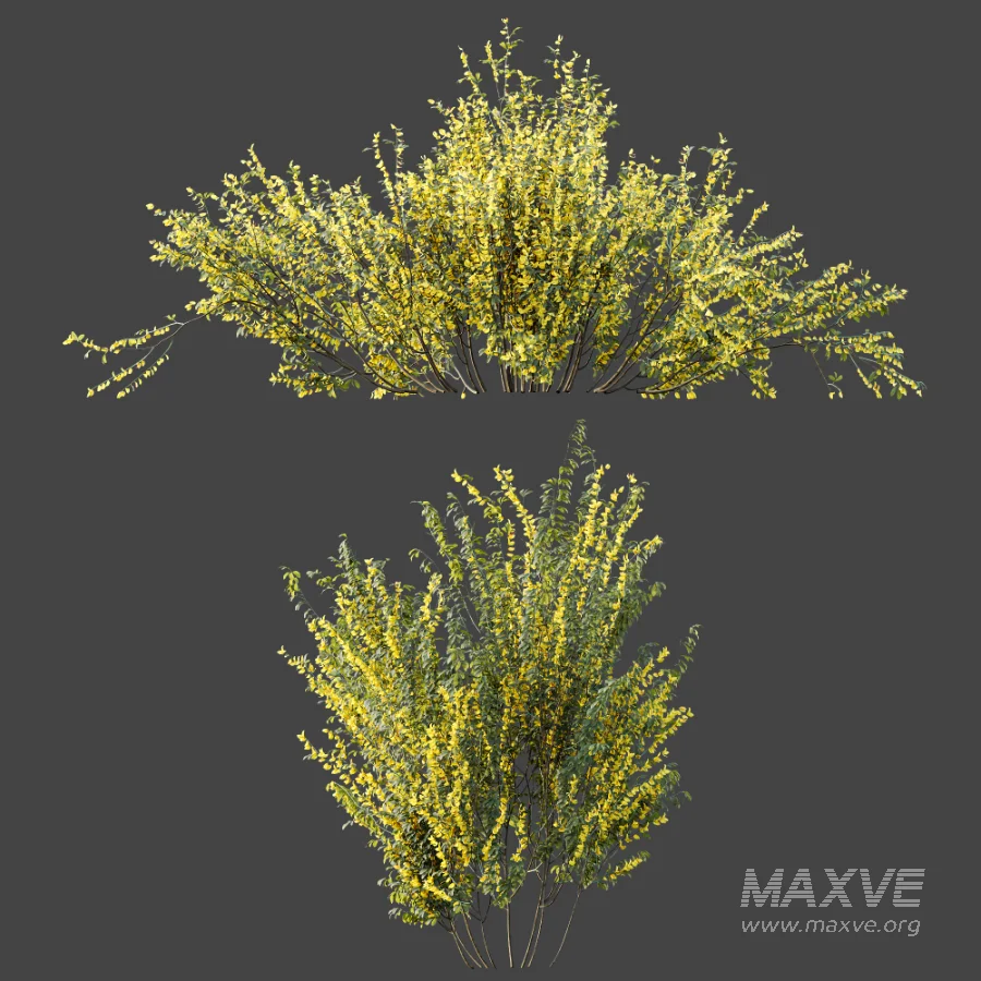 AV Plant Bush Common Broom Cytisus Scoparius 01 - Image 7