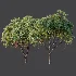 AV Plant Mangifera Indica Mango Fruit Tree 01 - Thumbnail 10