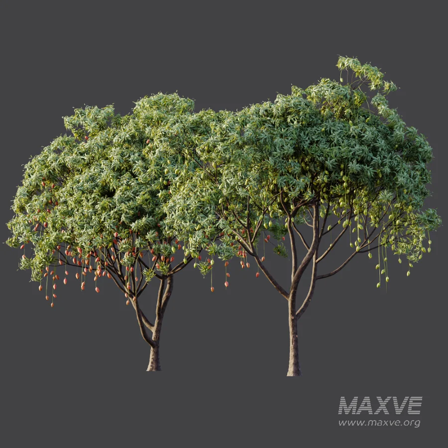 AV Plant Mangifera Indica Mango Fruit Tree 01 - Image 10