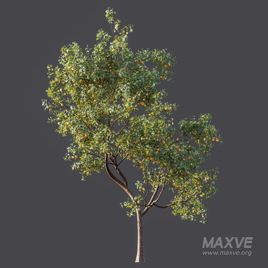 AV Plant Prunus Salicina Plum Pflaume Fruit Tree 01 - Image 8
