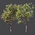 AV Plant Malus Pumila Apple Red Fruit Tree 01 - Thumbnail 9
