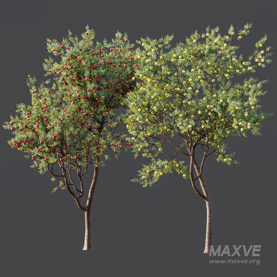 AV Plant Malus Pumila Apple Red Fruit Tree 01 - Image 9