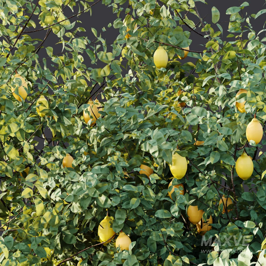 AV Plant Citrus Meyer Lemon Fruit Tree 01 - Image 9