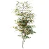 AV Plant Ziziphus Jujuba Chinesische Dattel Fruit Tree 01 - Thumbnail 3
