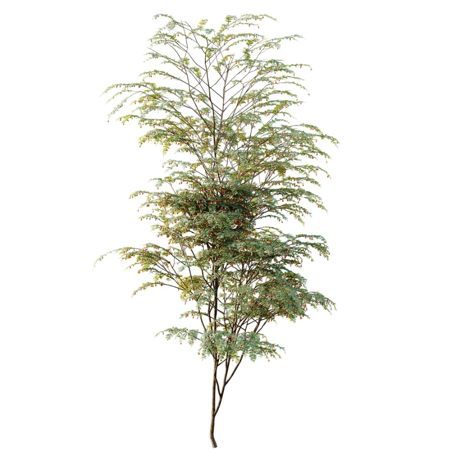AV Plant Ziziphus Jujuba Chinesische Dattel Fruit Tree 01 - Image 3