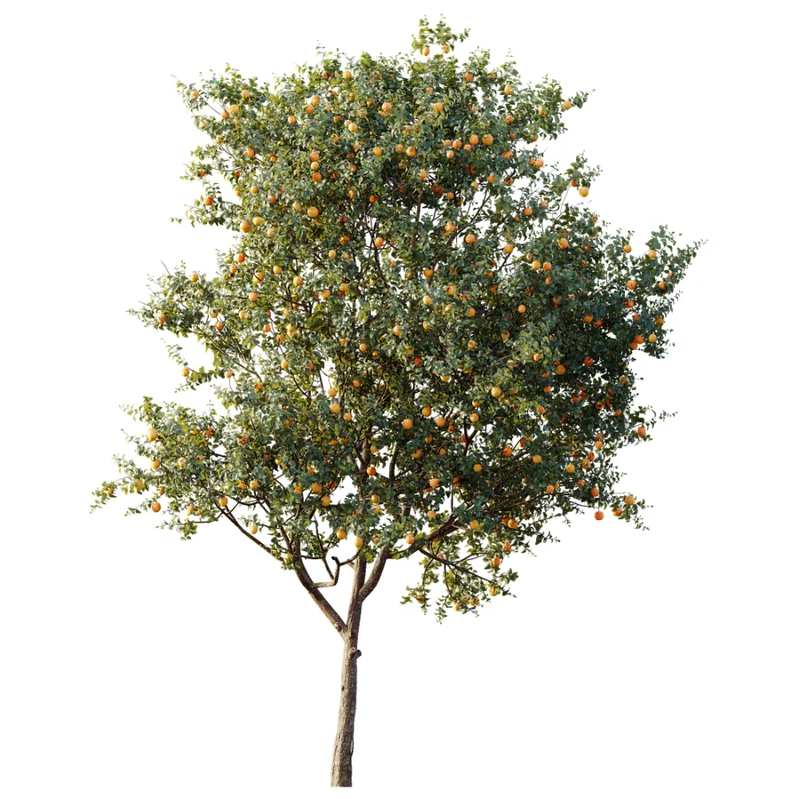 AV Plant Citrus Sinensis Orange Arancio Fruit Tree 01 - Image 2