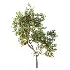 AV Plant Prunus Salicina Plum Pflaume Fruit Tree 01 - Thumbnail 4