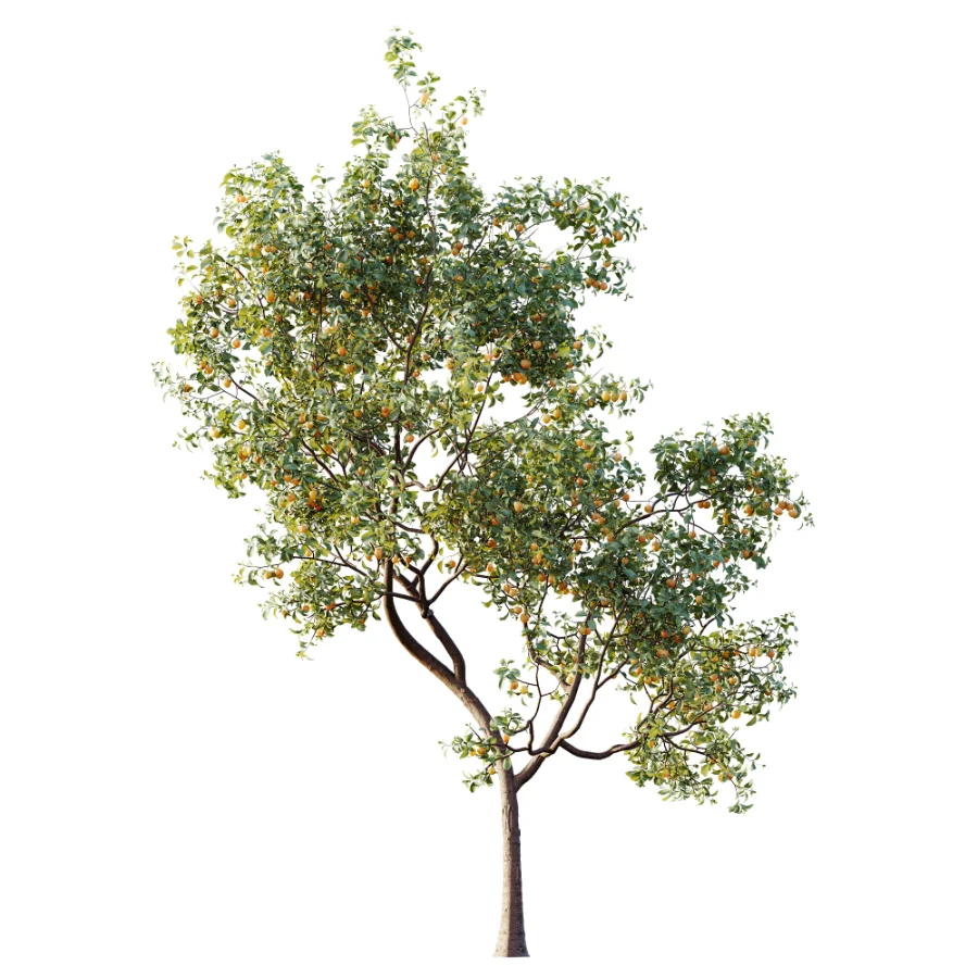 AV Plant Prunus Salicina Plum Pflaume Fruit Tree 01 - Image 4