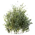 AV Plant Bush Common Broom Cytisus Scoparius 02 - Thumbnail 4