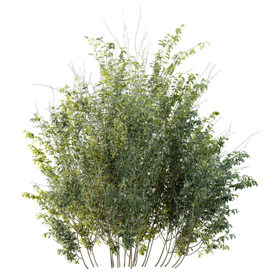 AV Plant Bush Common Broom Cytisus Scoparius 02 - Image 4