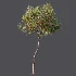 AV Plant Punica Granatum Pomegranate Fruit Tree 01 - Thumbnail 7