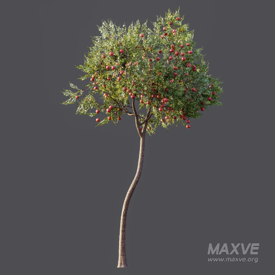 AV Plant Punica Granatum Pomegranate Fruit Tree 01 - Image 7