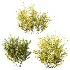 AV Plant Bush Common Broom Cytisus Scoparius 01 - Thumbnail 3