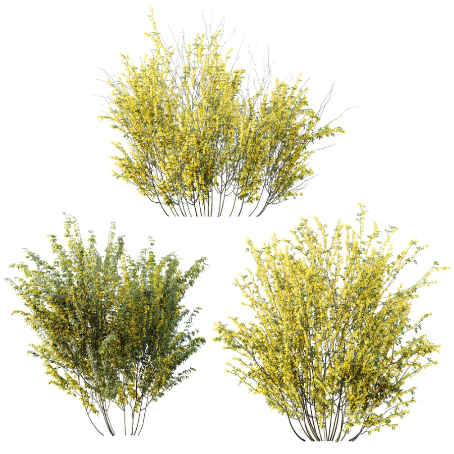 AV Plant Bush Common Broom Cytisus Scoparius 01 - Image 3