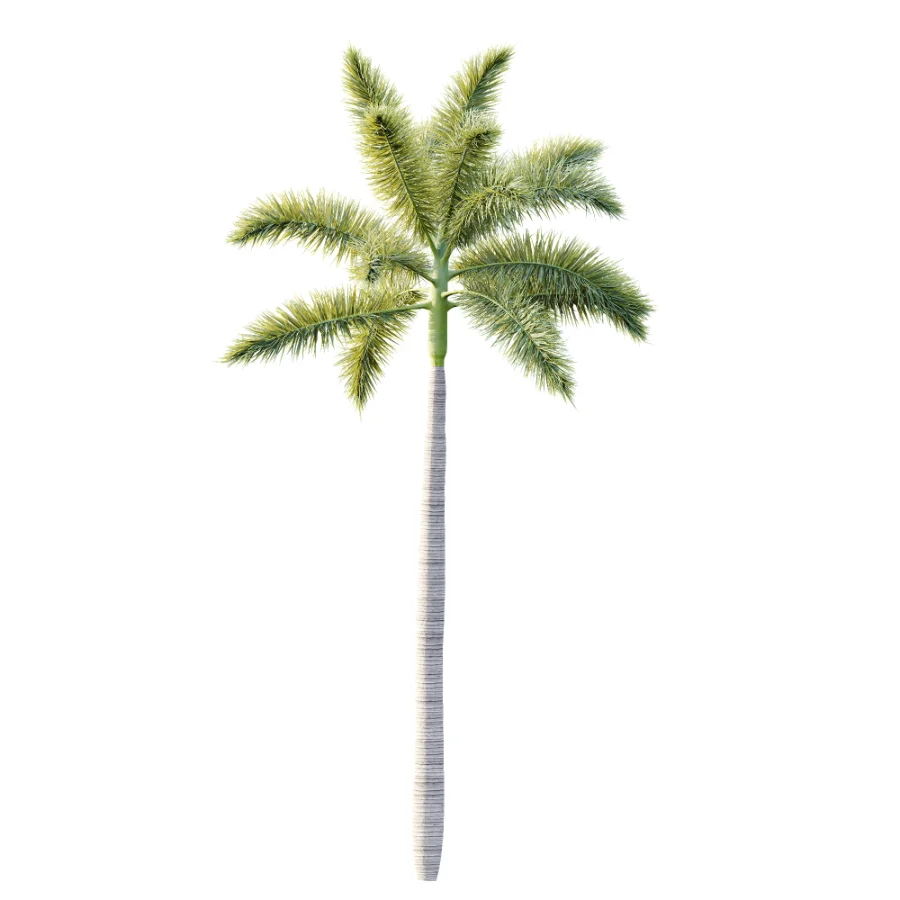 AV Plant Roystonea Regia Palm Tree 01 - Image 2