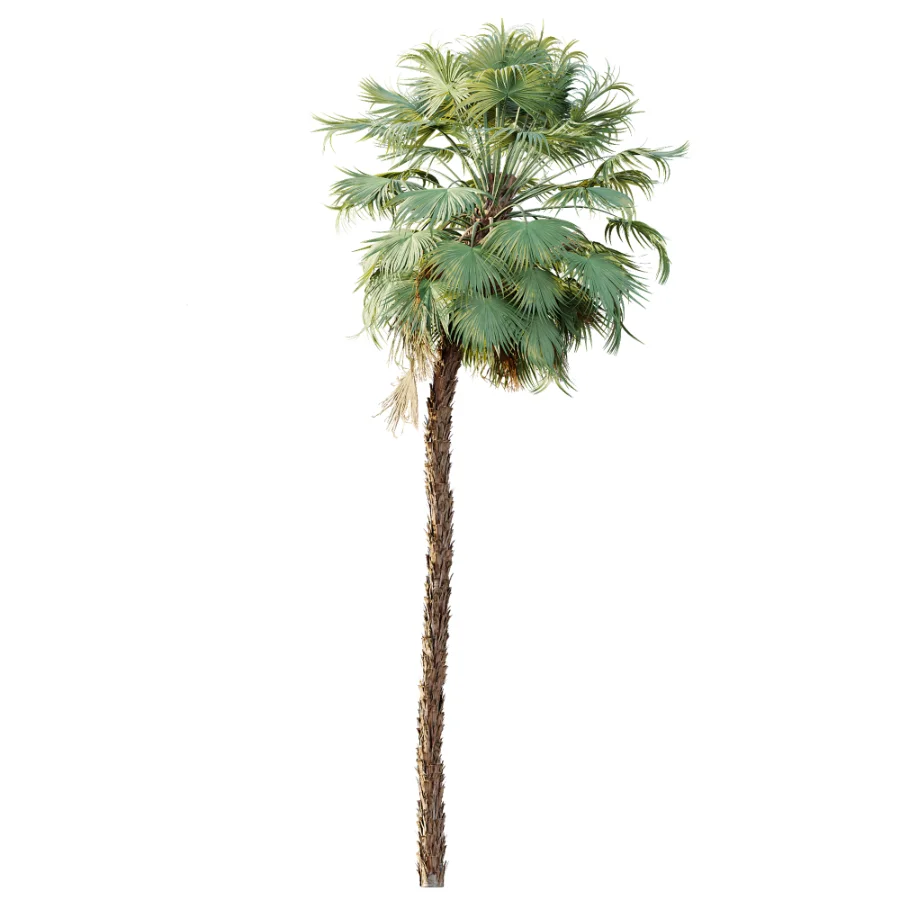 AV Plant Acoelorrhaphe Wrightii Palm Tree 01 - Image 3