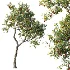 AV Plant Crataegus Pinnatifida Hawthorn Fruit Tree 01 - Thumbnail 2
