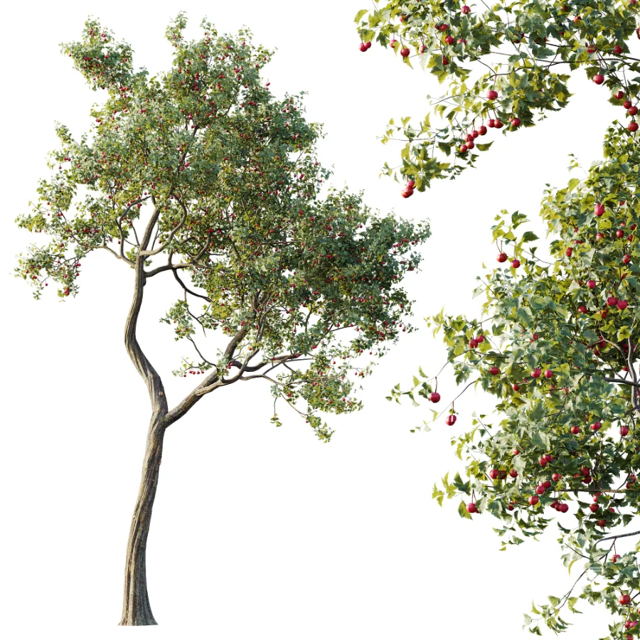 AV Plant Crataegus Pinnatifida Hawthorn Fruit Tree 01 - Image 2