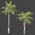 AV Plant Roystonea Regia Palm Tree 01 - Thumbnail 4