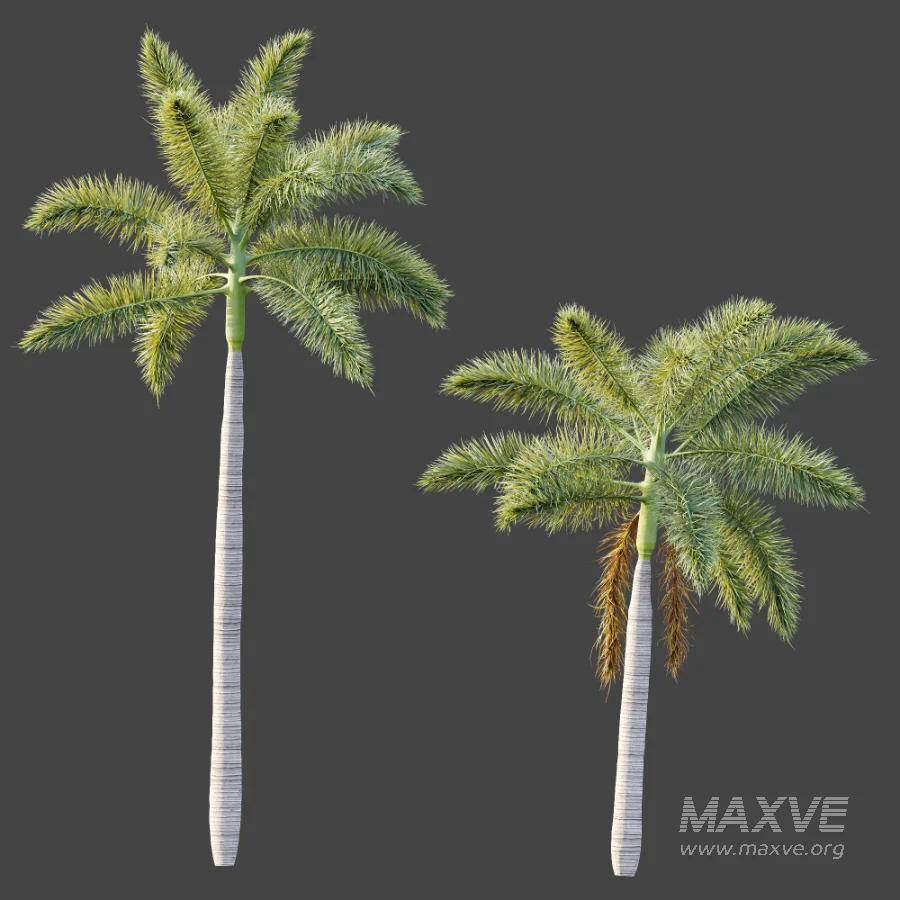 AV Plant Roystonea Regia Palm Tree 01 - Image 4