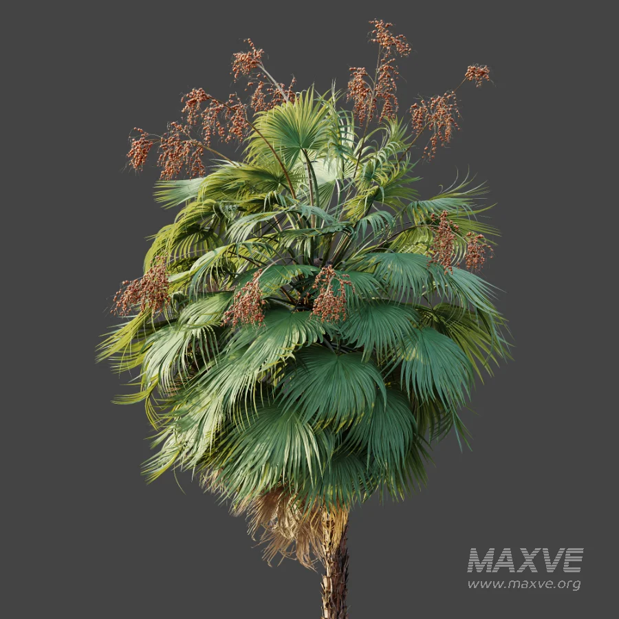 AV Plant Acoelorrhaphe Wrightii Palm Tree 01 - Image 6