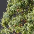 AV Plant Mangifera Indica Mango Fruit Tree 01 - Thumbnail 9