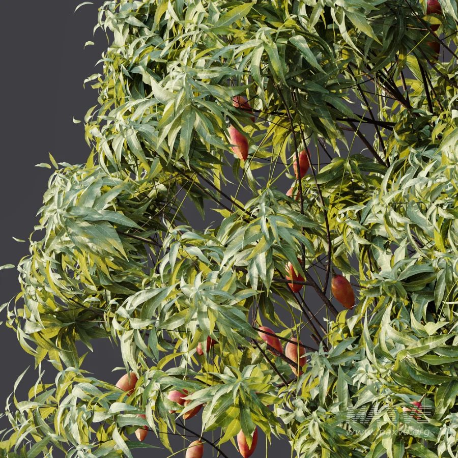 AV Plant Mangifera Indica Mango Fruit Tree 01 - Image 9