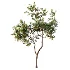 AV Plant Cerasus Pseudocerasus Cherry Fruit Tree 01 - Thumbnail 2