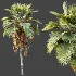 AV Plant Pritchardia Pacifica Palm Tree 03 - Thumbnail 6