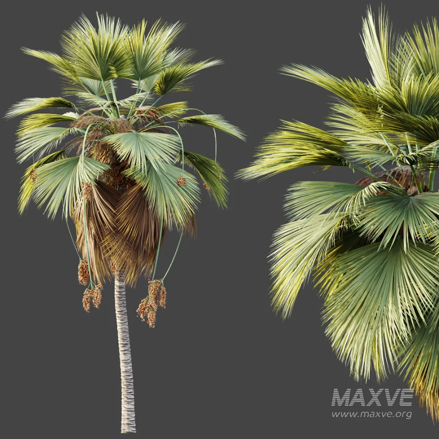 AV Plant Pritchardia Pacifica Palm Tree 03 - Image 6